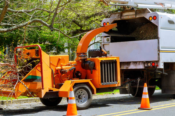 Best Tree Care Services  in Westlake Vlage, IL